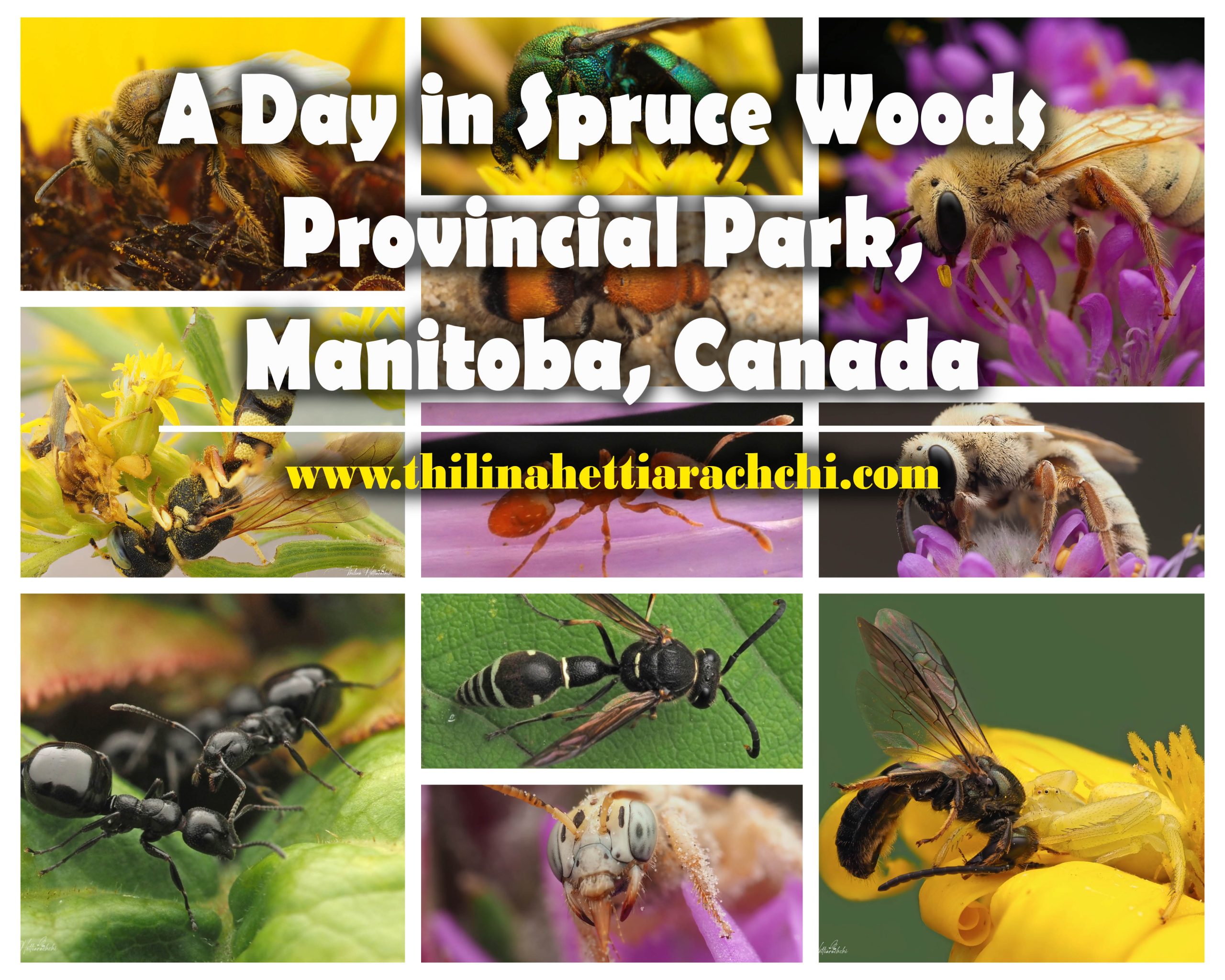 A day in Spruce Woods Provincial Park, Manitoba, Canada
