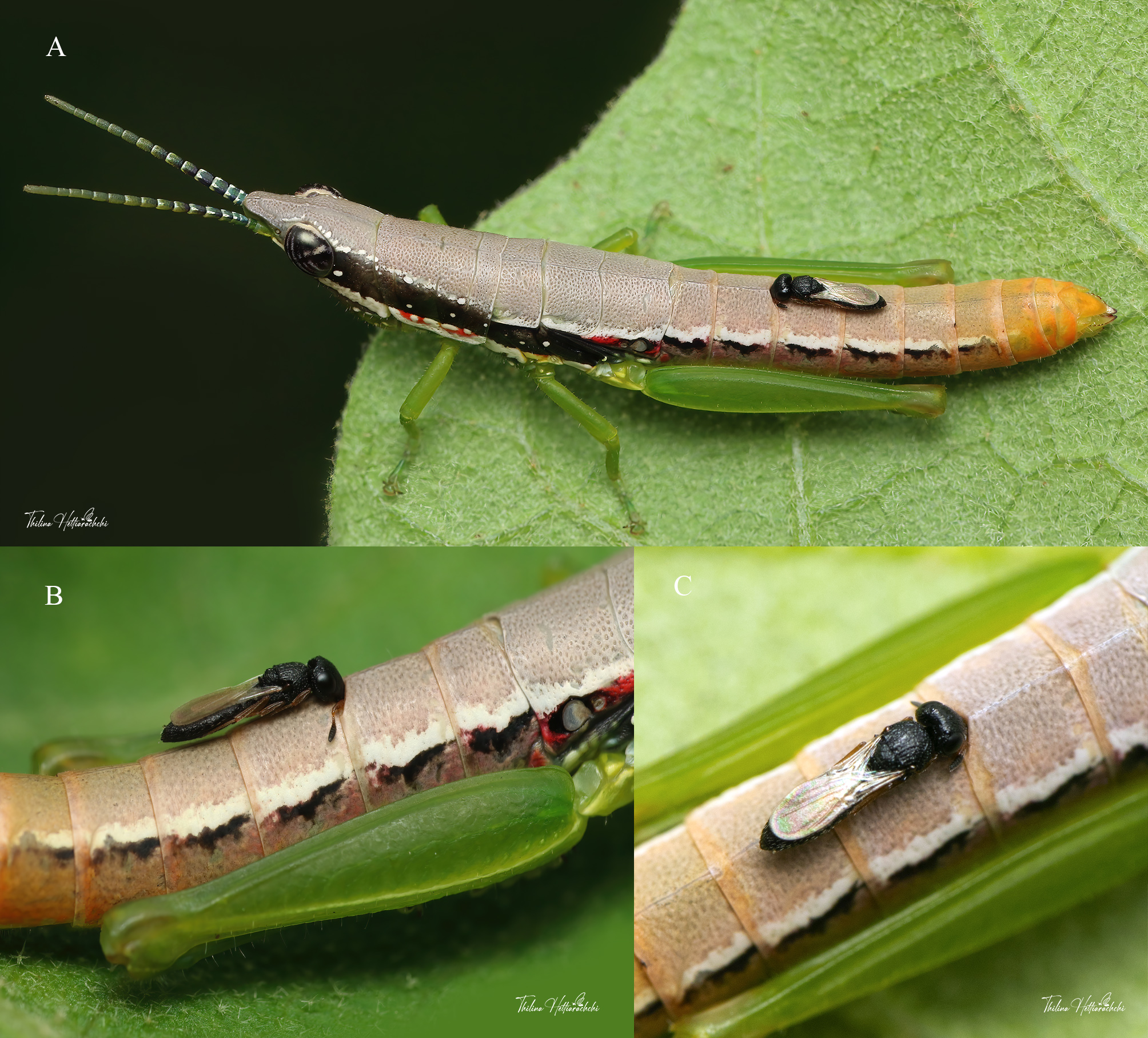 Phoresy tales of tiny parasitoids from Sri Lanka’s wild corners